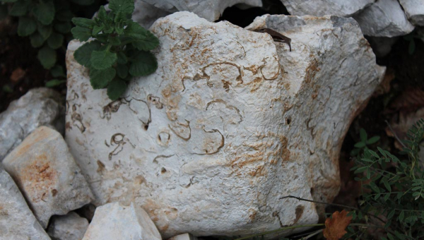 March 4: Searching for fossils in Carsiana - workshop for children