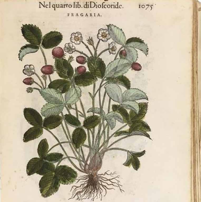 29 settembre: Geobotanica medicinale: i sentieri del medico antico