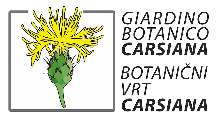 logo carsiana