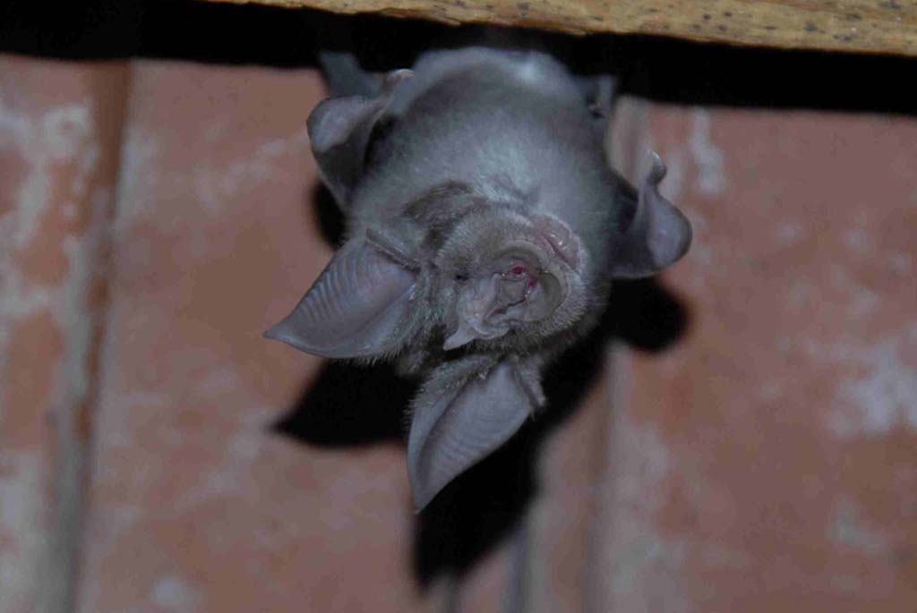 29th June: Bats, friends upside down