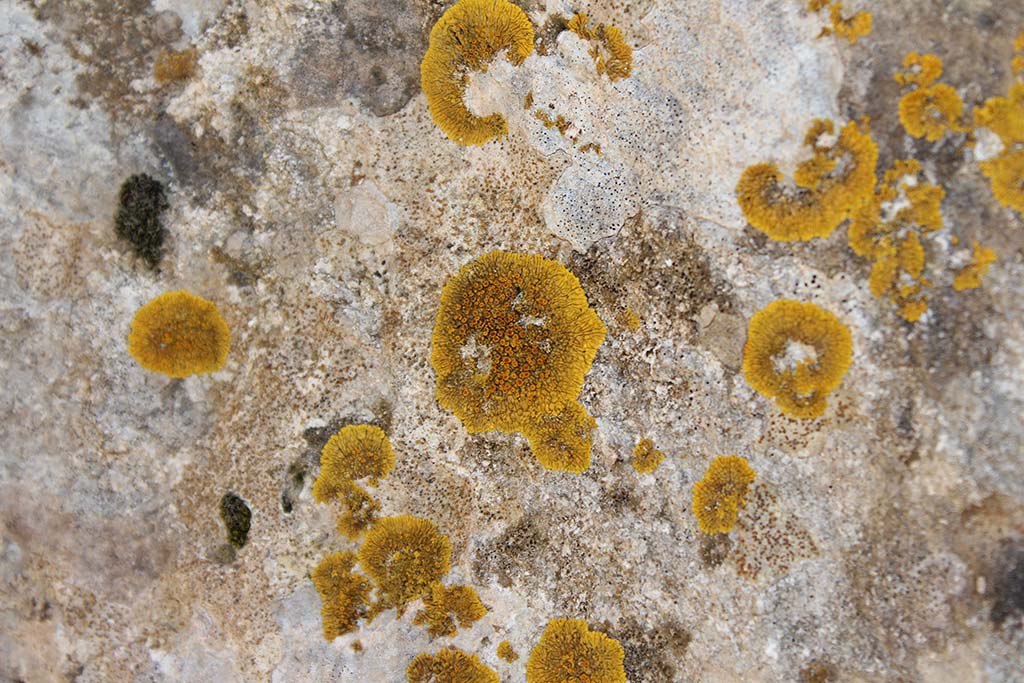 12 June: The perfect symbiosis: lichens 