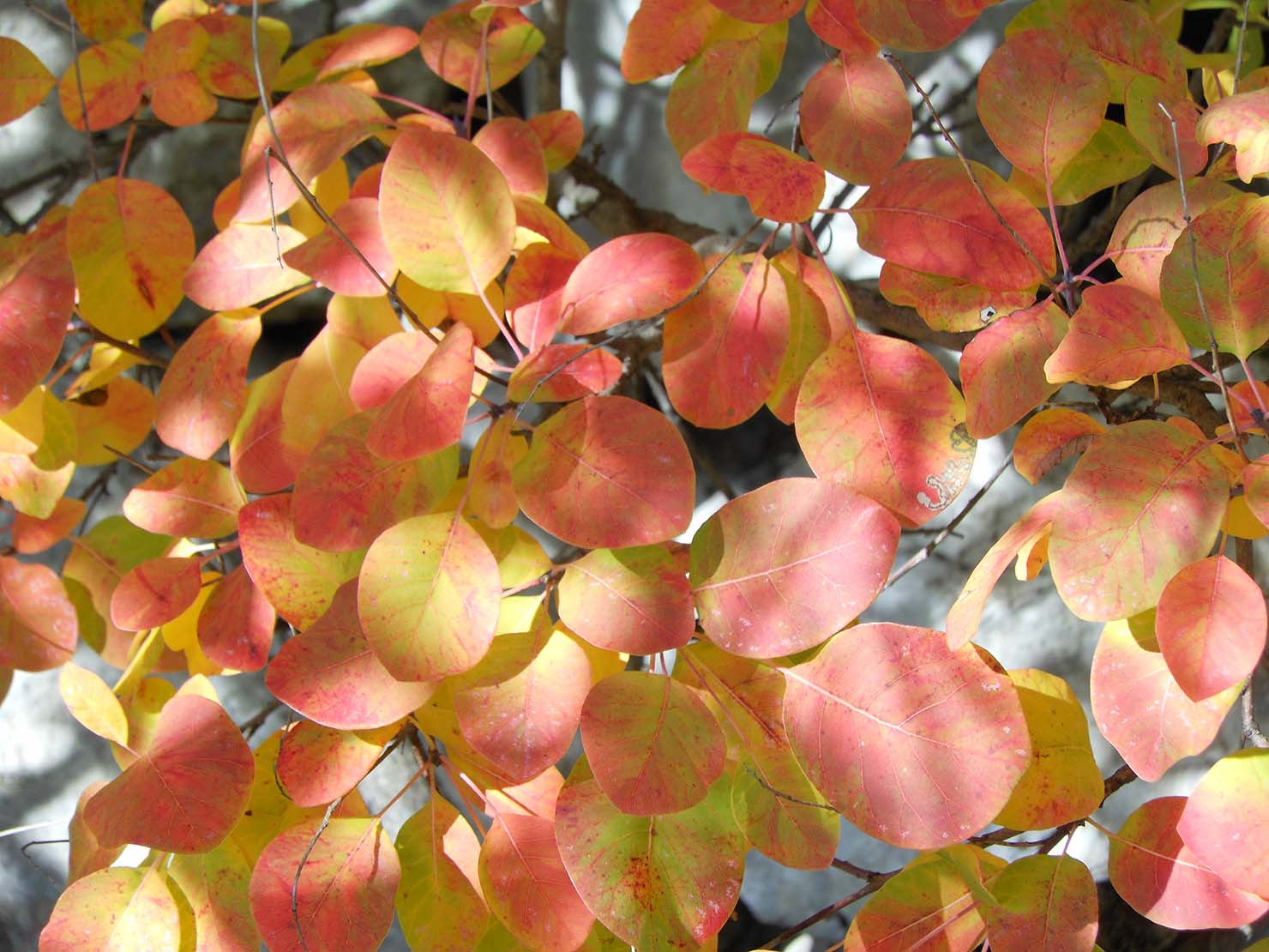 10. oktober: Jesen, barve in oblike