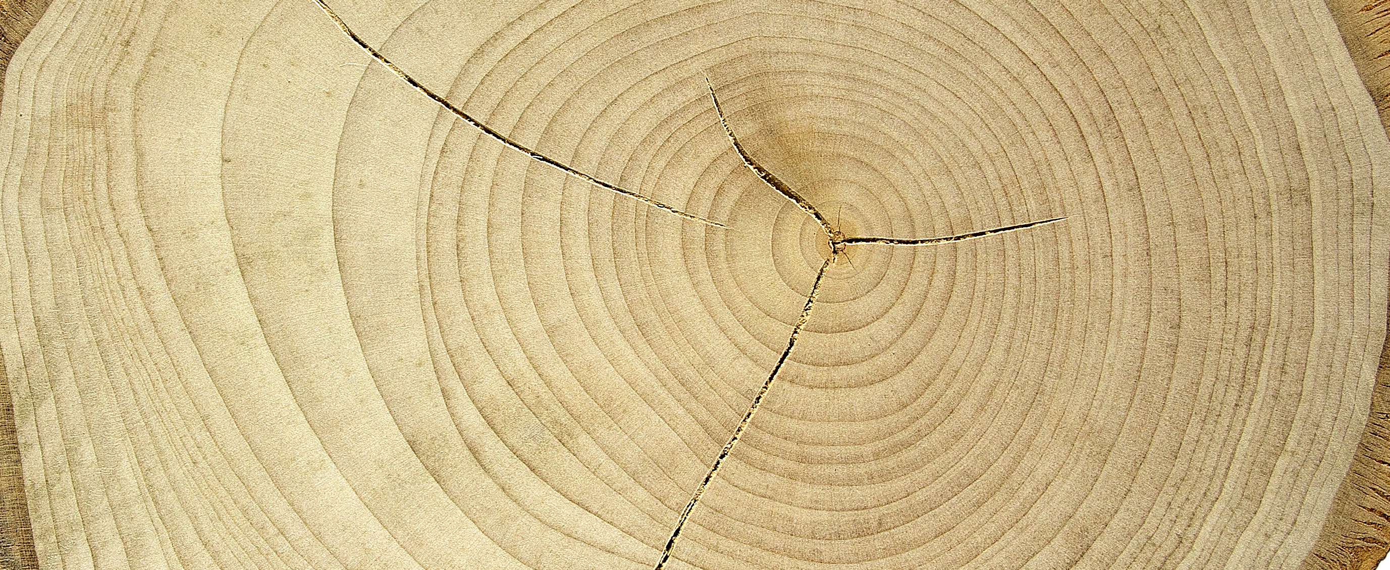 17 September: dendrochronology, a history imprinted in wood