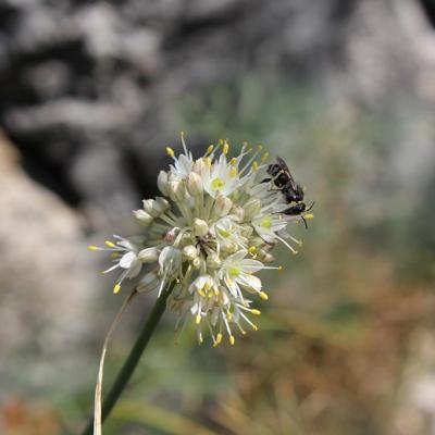 Allium ochroleucum Waldst. & Kit.