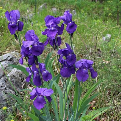 Iris cengialti Ambrosi ex A.Kern. subsp. illyrica