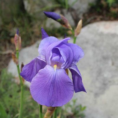 Iris cengialti Ambrosi ex A.Kern. subsp. illyrica (Asch. & Graebn.) Poldini