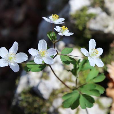 Isopyrum thalictroides L.