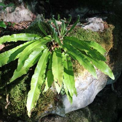 Asplenium scolopendrium subsp. scolopendrium